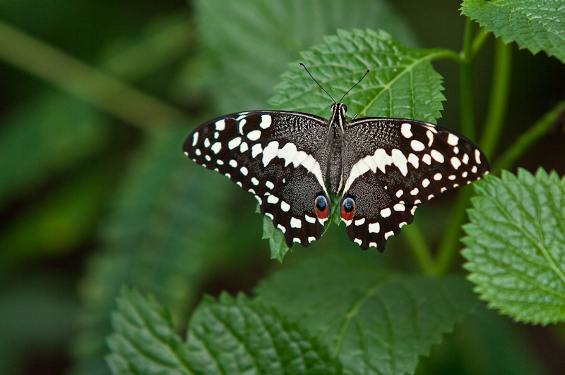 Schmetterling