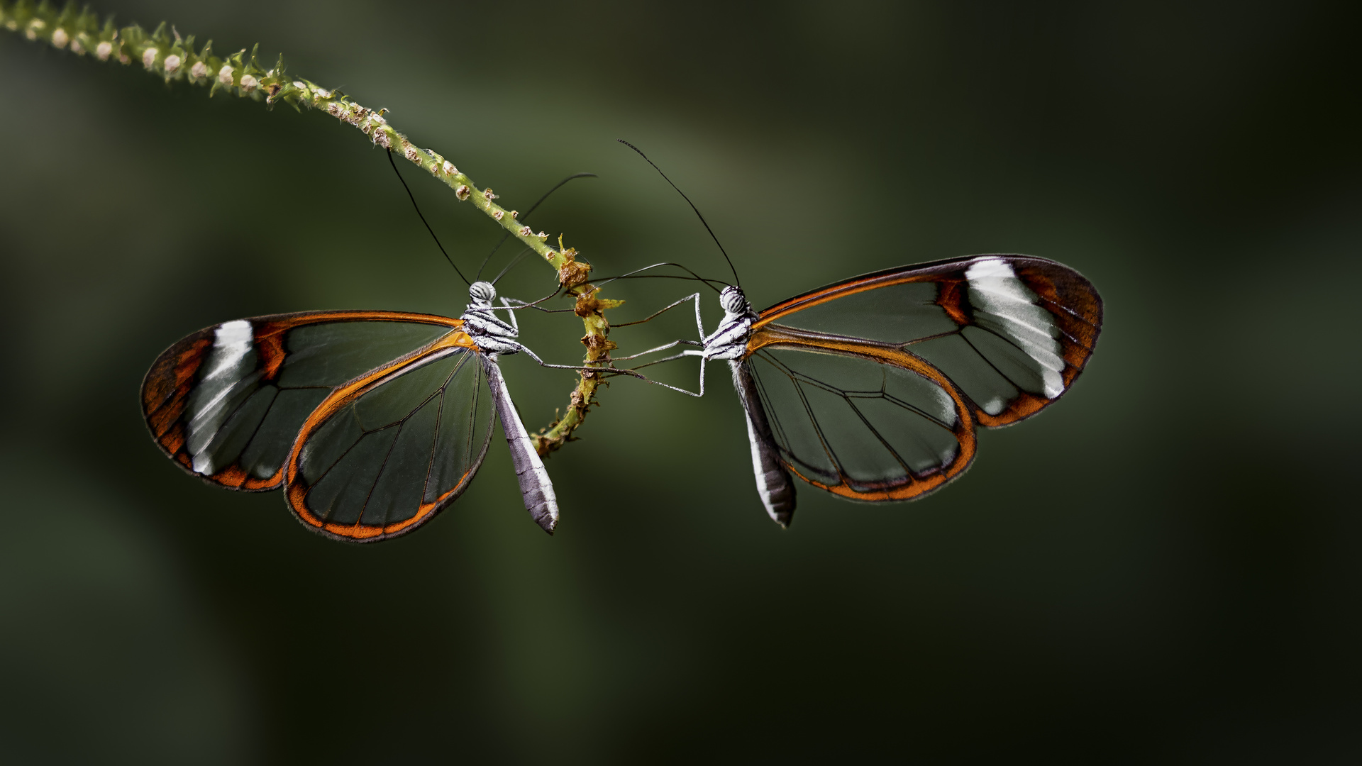 Schmetterling