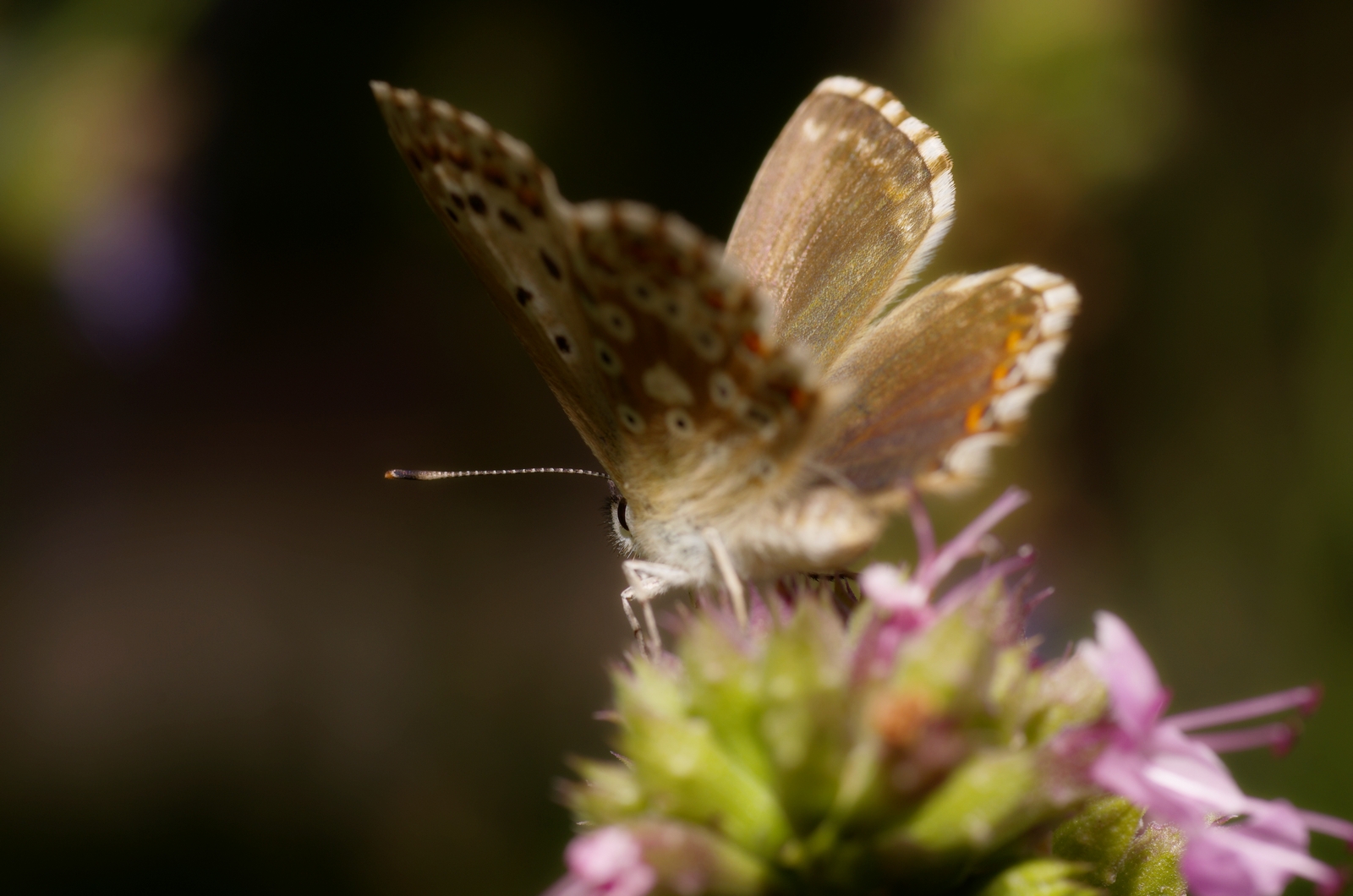 Schmetterling