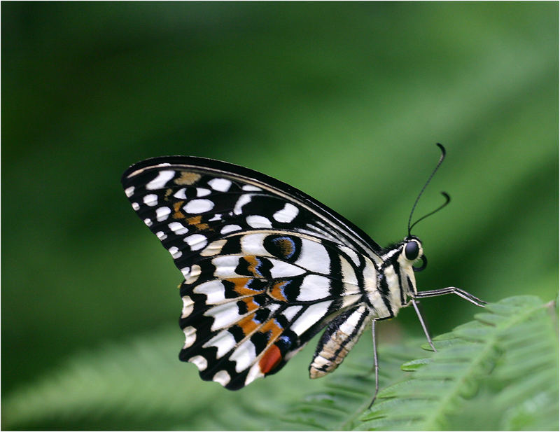 Schmetterling