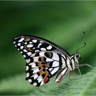 Schmetterling