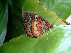 Schmetterling