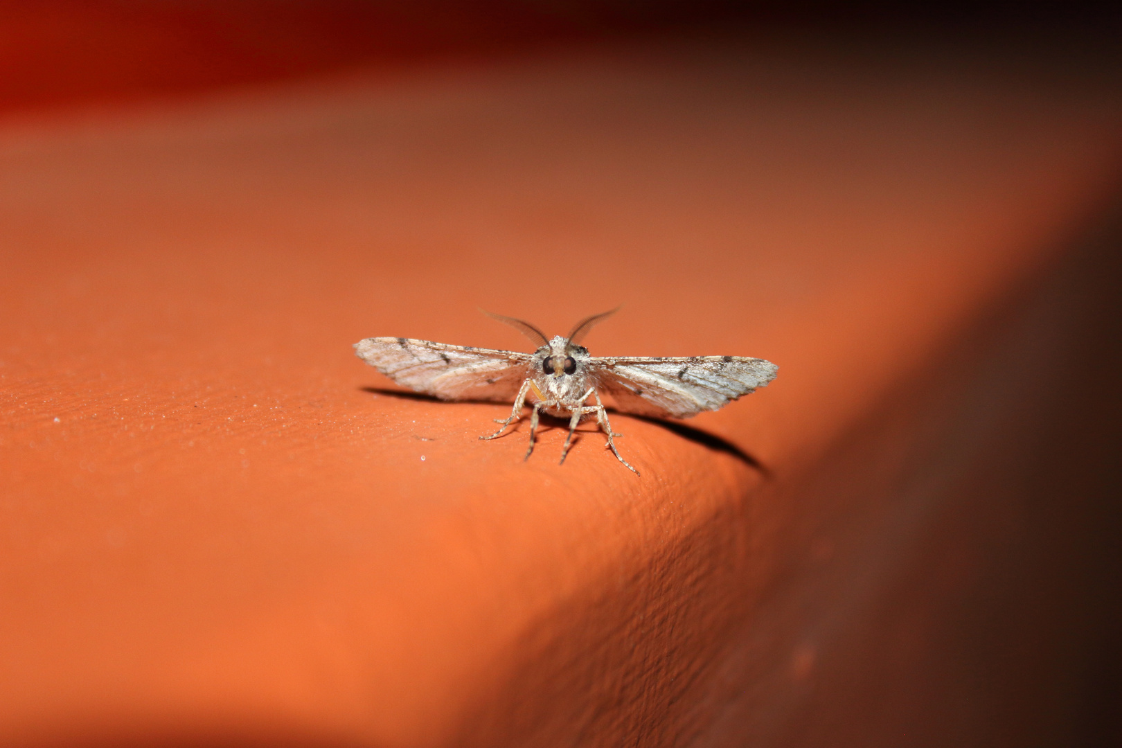 Schmetterling