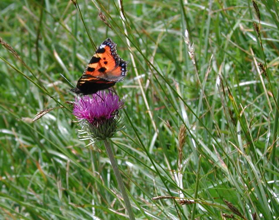 Schmetterling