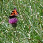 Schmetterling