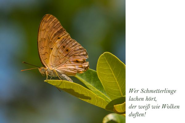 Schmetterling