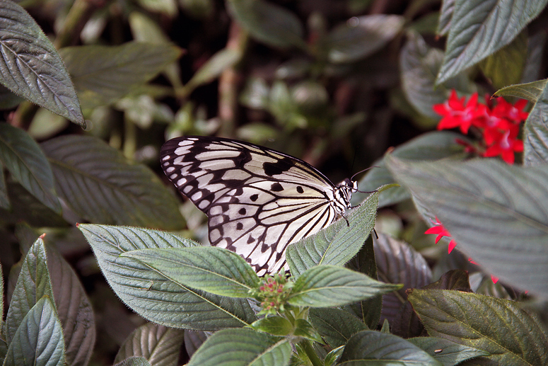 Schmetterling