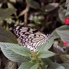 Schmetterling