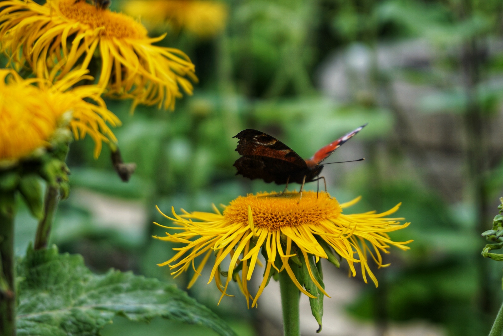 Schmetterling 