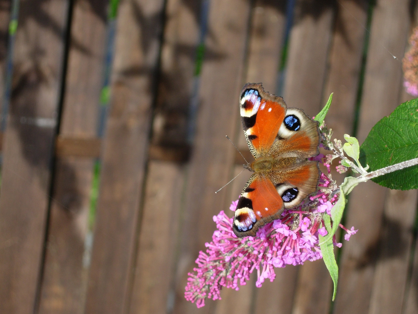 Schmetterling