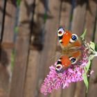 Schmetterling