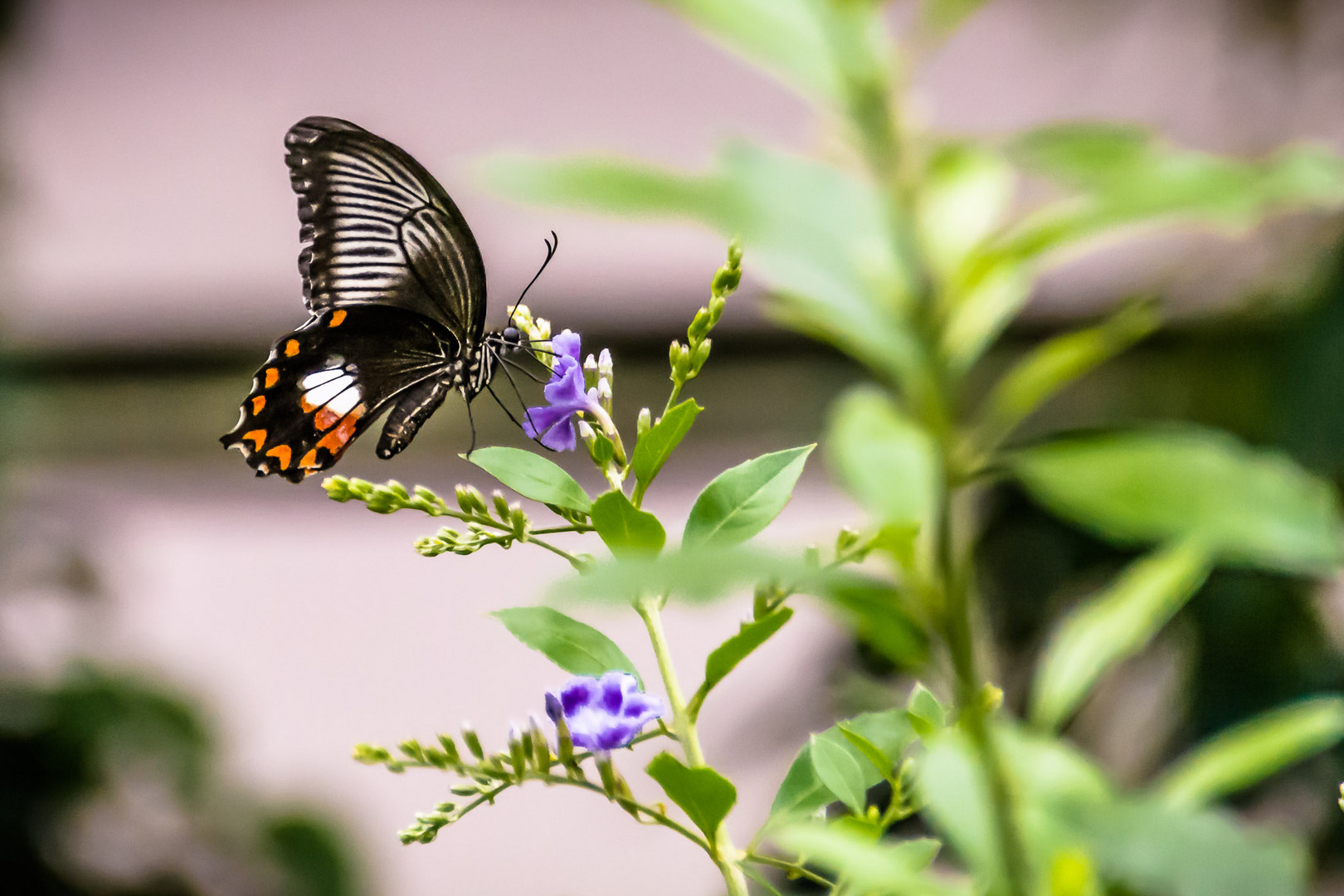 Schmetterling