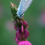 Schmetterling