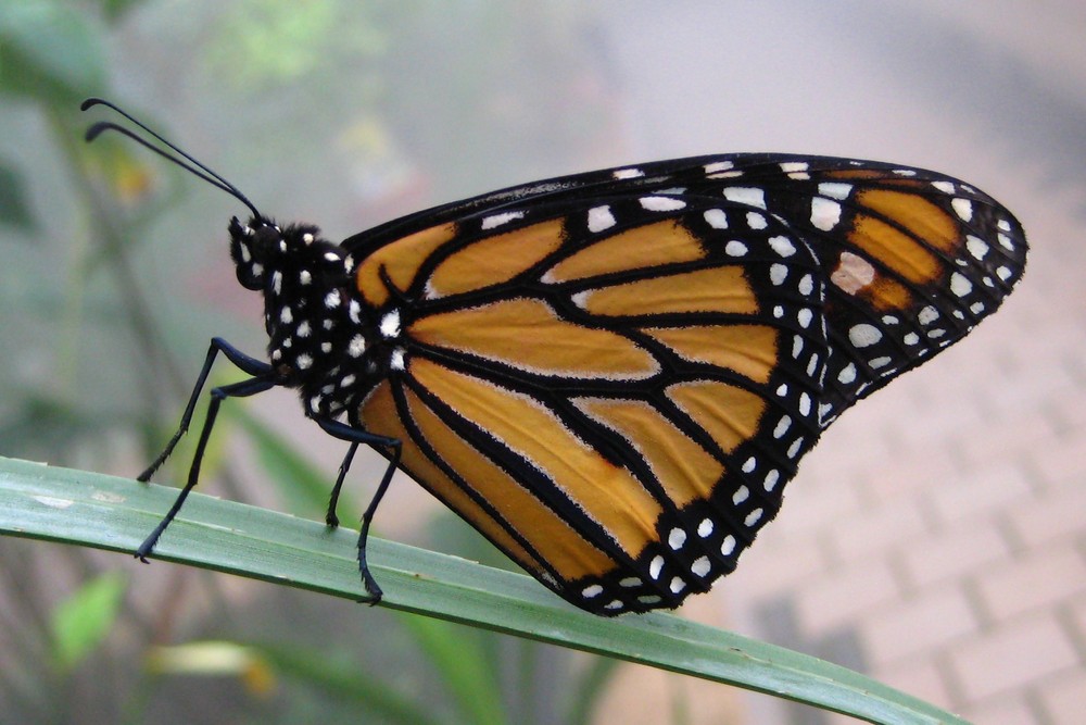 Schmetterling