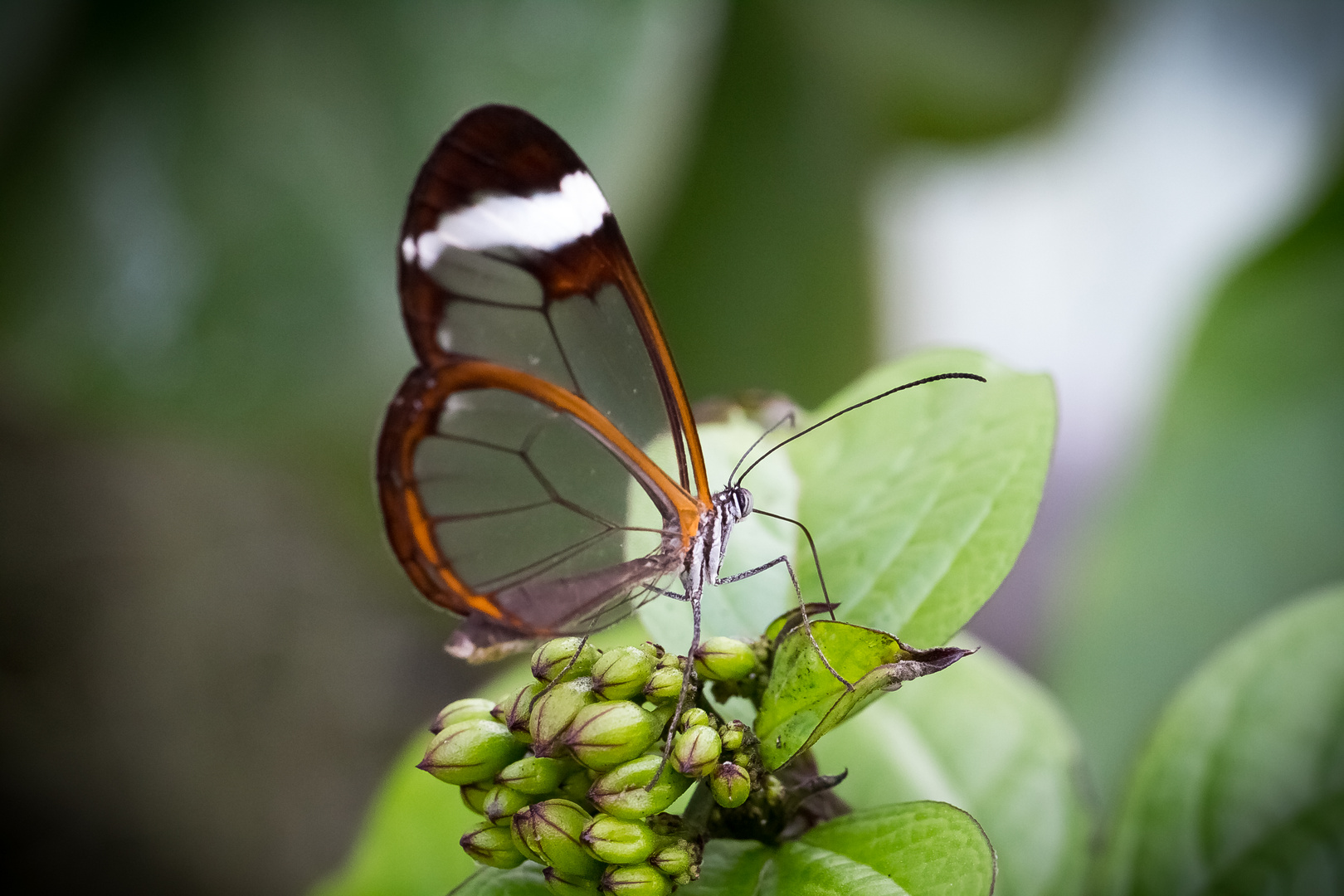 Schmetterling