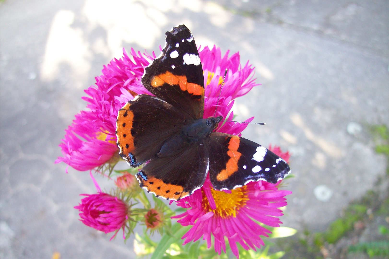 Schmetterling