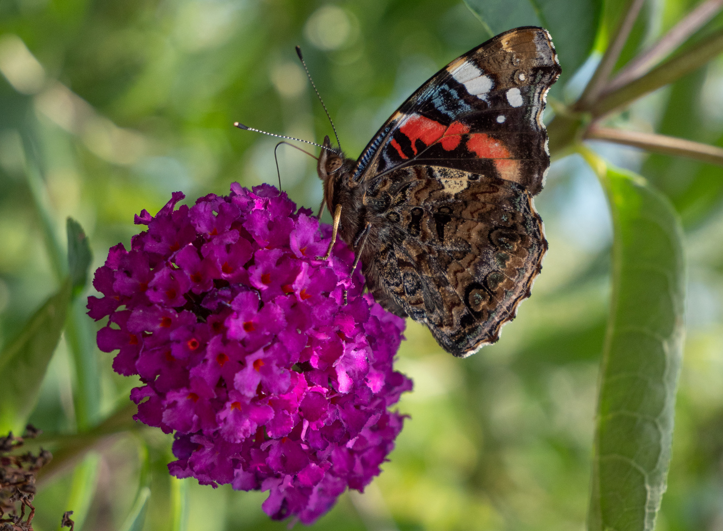 Schmetterling