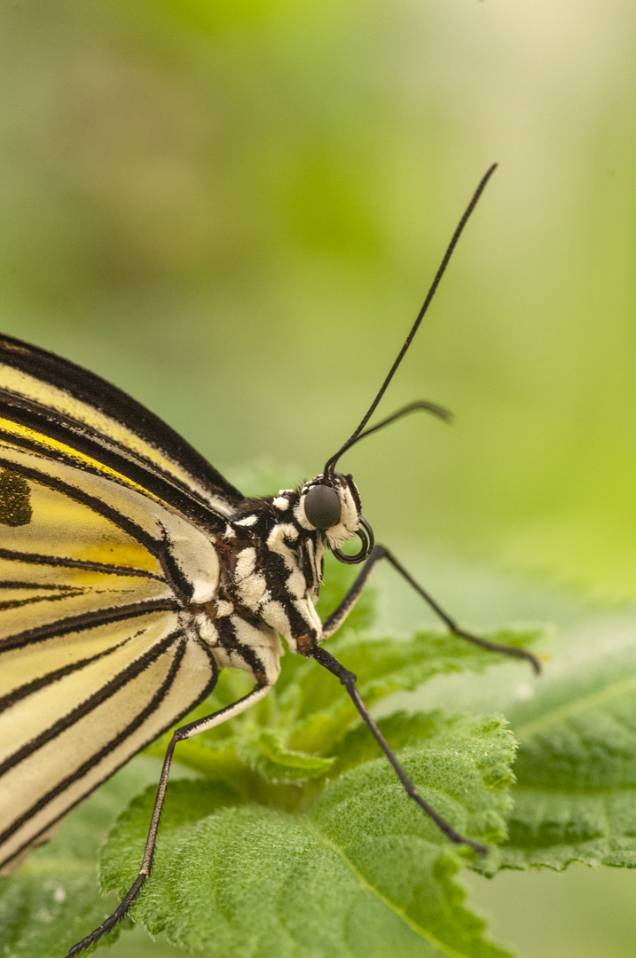 Schmetterling