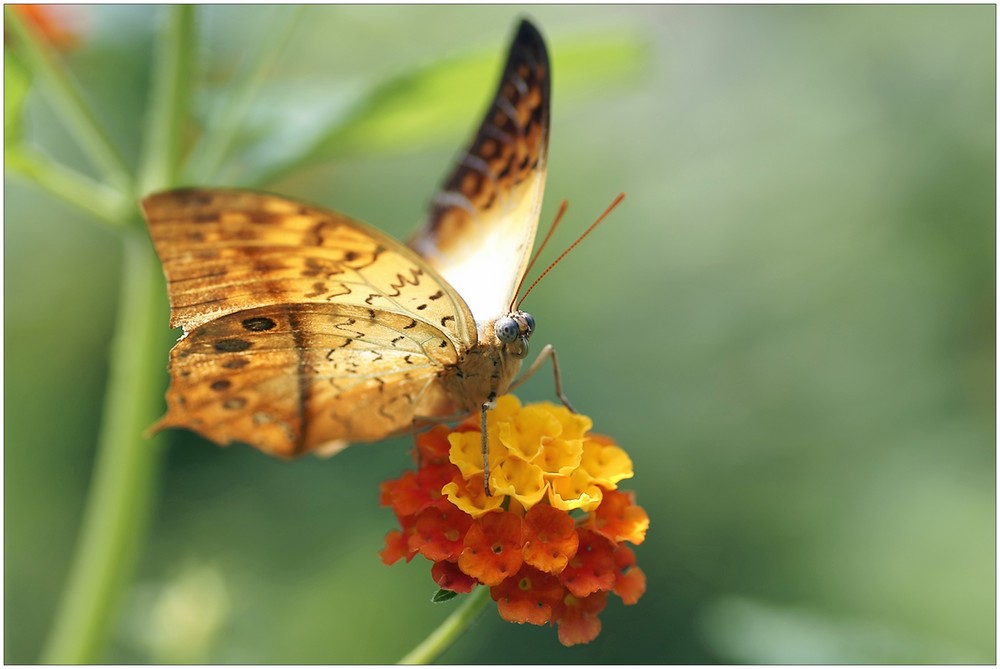 Schmetterling