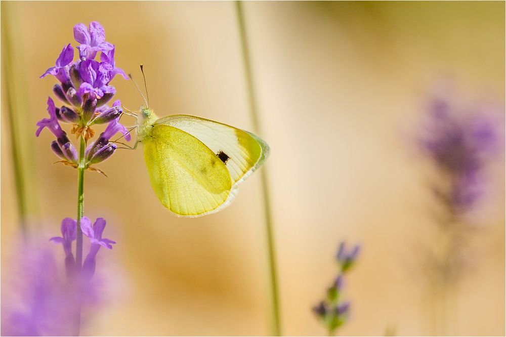 Schmetterling