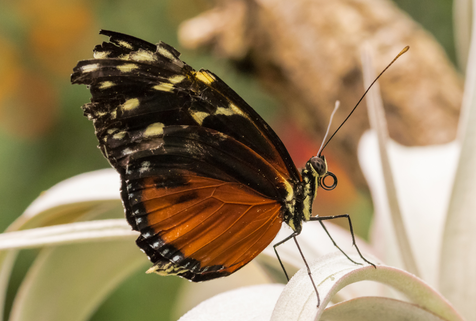 Schmetterling