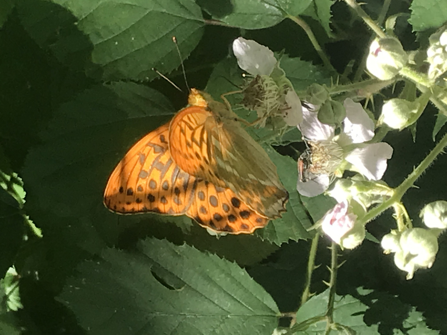 Schmetterling 