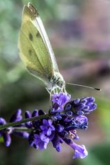 Schmetterling