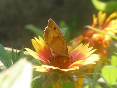 Schmetterling