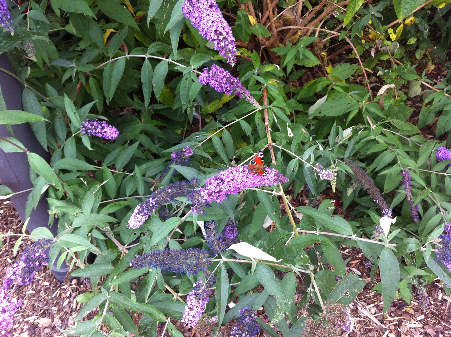 Schmetterling