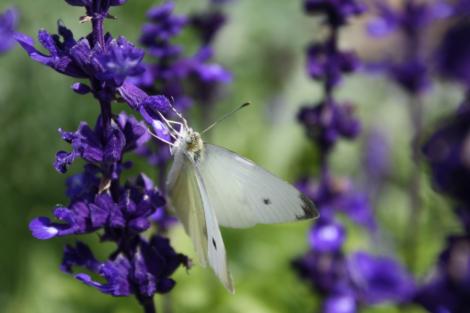 Schmetterling