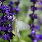 Schmetterling