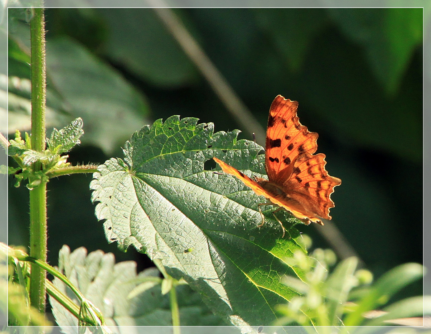 -Schmetterling-