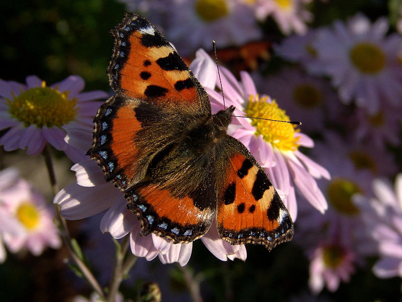 Schmetterling