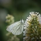 Schmetterling