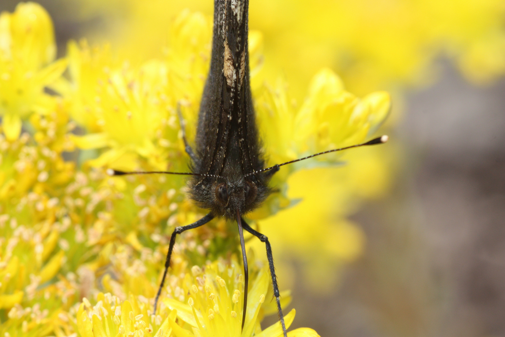 Schmetterling