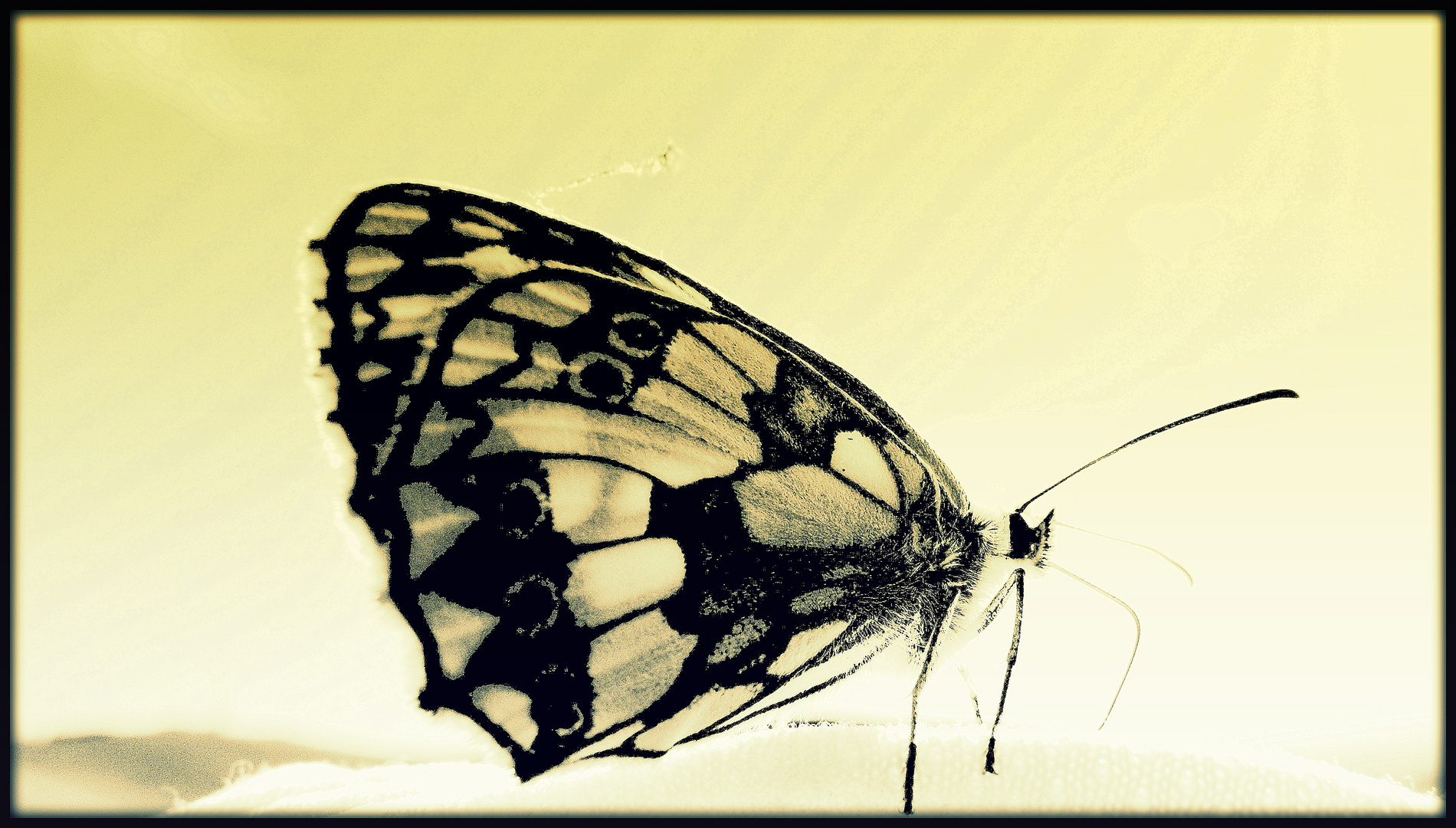 Schmetterling