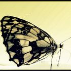 Schmetterling