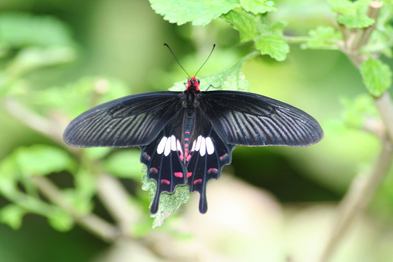 Schmetterling