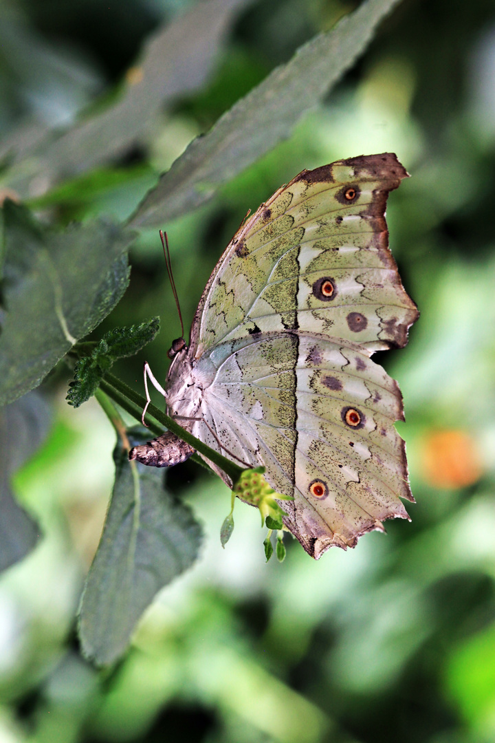 Schmetterling 3