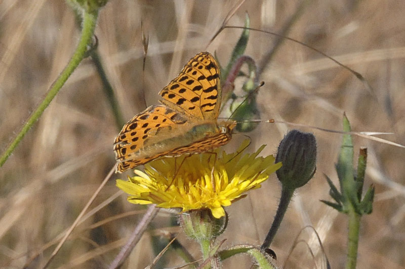 Schmetterling 3