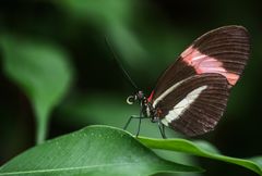 Schmetterling 3