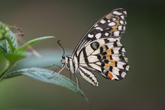 Schmetterling 3