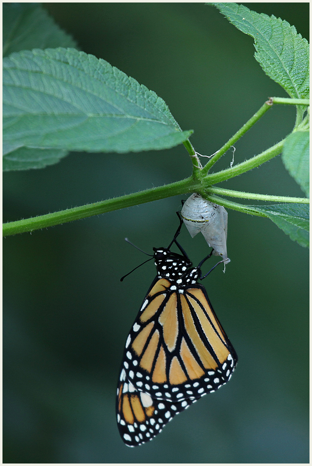 Schmetterling 3