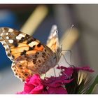 Schmetterling 3