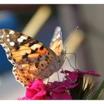 Schmetterling 3