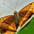 Schmetterling / 3