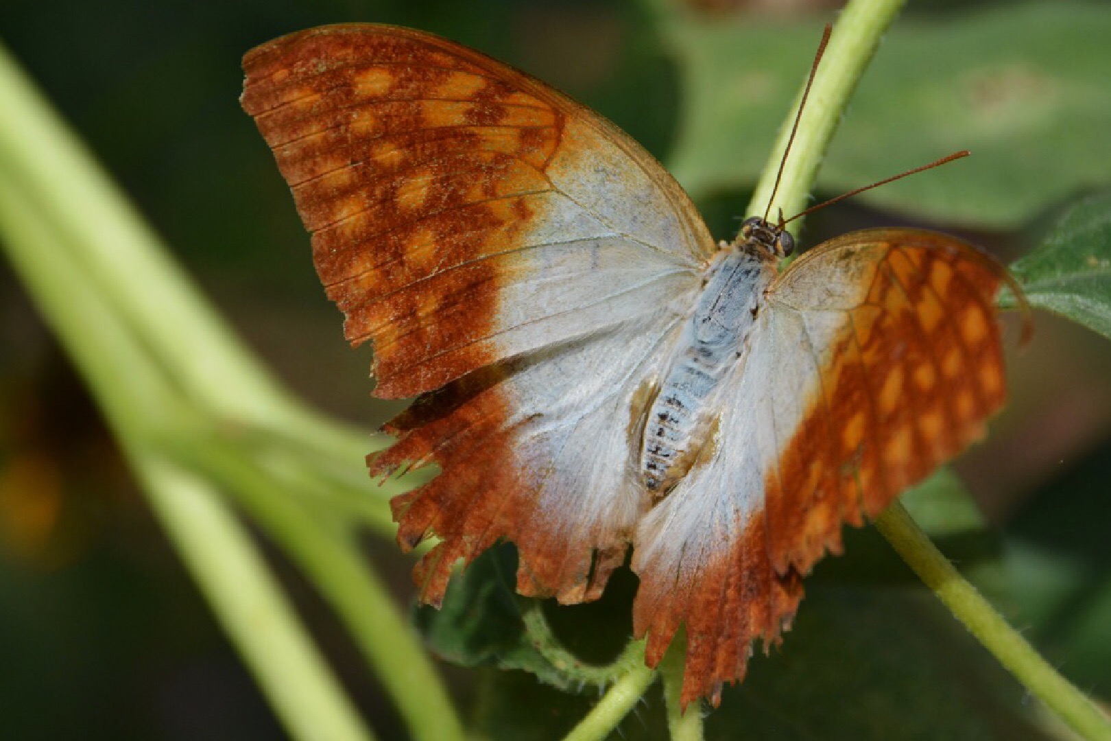 Schmetterling 3