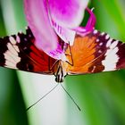 Schmetterling 3