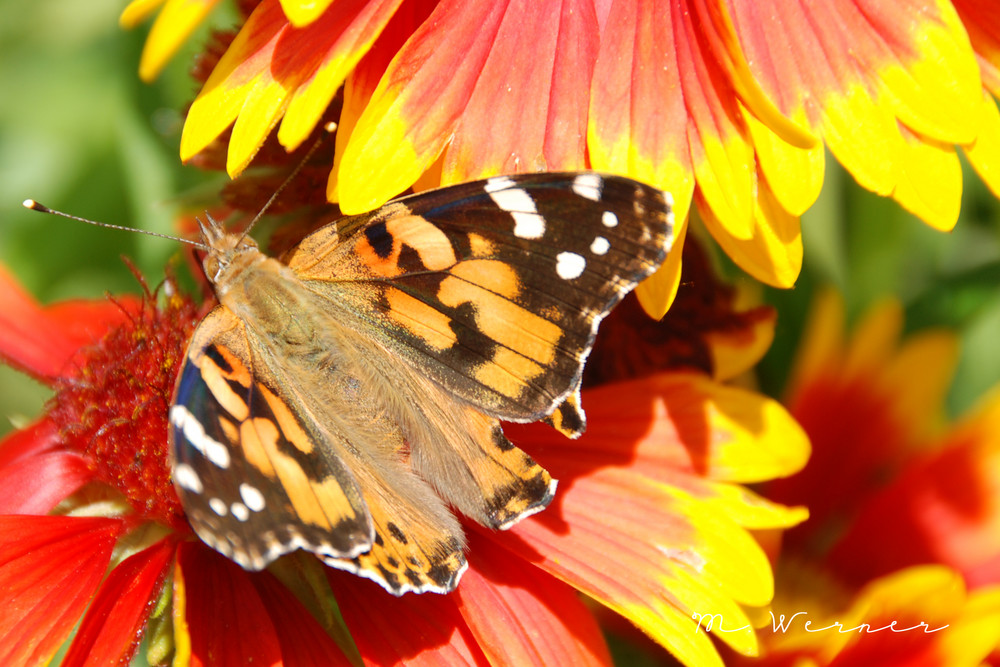 Schmetterling 3