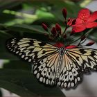 SCHMETTERLING-3